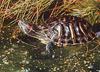 Red-eared Pond Slider (Trachemys scripta elegans)