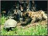 Cougar cub & Wood Turtle (Clemmys insculpta)