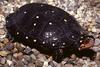 Spotted Turtle (Clemmys guttata)