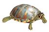 [Clipart] Yellow-bellied Pond Slider (Trachemys scripta scripta)