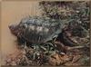 Common Snapping Turtle (Chelydra serpentina)