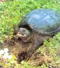 Common Snapping Turtle (Chelydra serpentina)