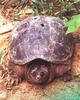 Common Snapping Turtle (Chelydra serpentina)