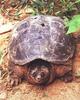 Common Snapping Turtle (Chelydra serpentina)