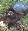 Common Snapping Turtle (Chelydra serpentina)