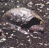 Common Snapping Turtle (Chelydra serpentina)