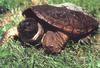 Common Snapping Turtle (Chelydra serpentina)