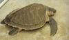 Olive Ridley Sea Turtle (Lepidochelys olivacea)