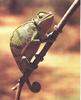 Common Chameleon (Chamaeleo chamaeleon)