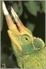 Jackson's Chameleon (Chamaeleo jacksonii)