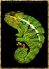 Panther Chameleon (Furcifer pardalis)