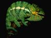 Panther Chameleon (Furcifer pardalis)