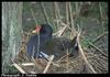 Common Moorhen (Gallinula chloropus)