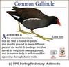 Common Moorhen (Gallinula chloropus)