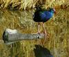 Purple Gallinule (Porphyrula martinica)