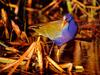 Purple Gallinule (Porphyrula martinica)