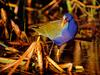 Purple Gallinule (Porphyrula martinica)