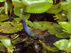 Purple Gallinule (Porphyrula martinica)