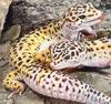 Geckos