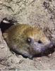 Western Pocket Gopher (Thomomys mazama)