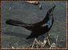 Boat-tailed Grackle (Quiscalus major)