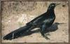 Great-tailed Grackle (Quiscalus mexicanus)