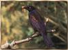 Common Grackle (Quiscalus quiscula)