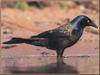 Common Grackle (Quiscalus quiscula)