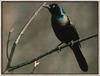 Common Grackle (Quiscalus quiscula)