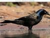 Common Grackle (Quiscalus quiscula)