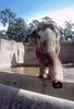 Asiatic Elephant (Elephas maximus)