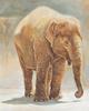[Animal Art - Charles Lynn Bragg ] Asiatic Elephant calf (Elephas maximus)