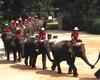 Asiatic Elephant (Elephas maximus)