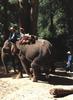 Asiatic Elephant (Elephas maximus)