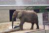 Asiatic Elephant (Elephas maximus)