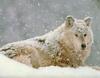 [Wolfsong Calendar 1993] 02 Gray Wolf