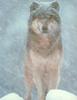 [Wolfsong Calendar 1993] 03 Gray Wolf