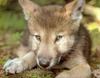 [Wolfsong Calendar 1993] 06 Gray Wolf pup