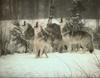 [Wolfsong Calendar 1993] 12b Gray Wolf pack