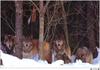 [Wolfsong Calendar 1996] 02 Gray Wolf pack