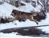 [Wolfsong Calendar 1999] 04 Gray Wolf