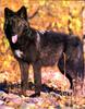 Black Wolf (Canis lupus)