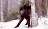 Black Wolf (Canis lupus)