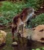 Black Wolf (Canis lupus)