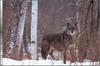 [Wolfsong Calendar 2000] 05 Gray Wolf