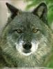 Black Wolf (Canis lupus)