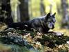 Black Wolf (Canis lupus)