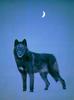 Black Wolf (Canis lupus)