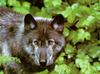 Black Wolf (Canis lupus)