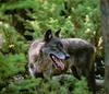 Black Wolf (Canis lupus)